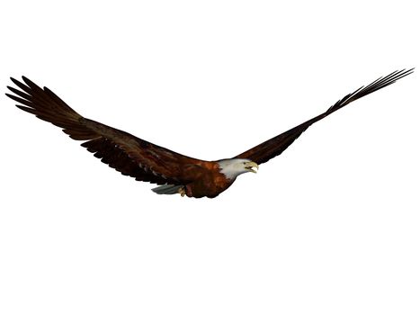 3D rendered eagle on white background isolated