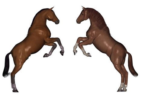 3D rendered horses isolated on white background