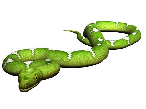 Green python rendered on white background