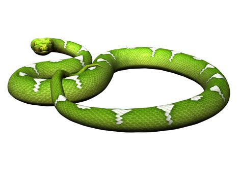 Green python rendered on white background