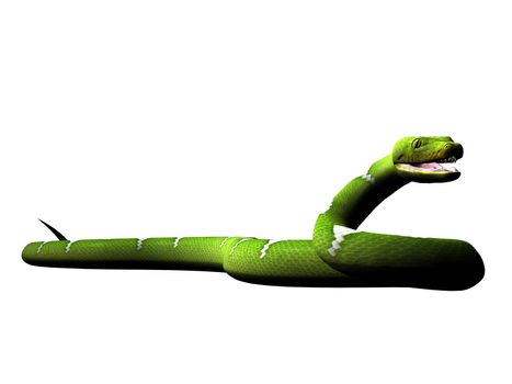 Green python rendered on white background