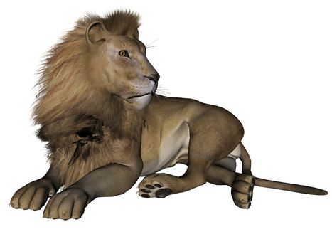 3D rendered lion male on white background isolated