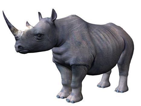 3D rendered model of african rhinoceros on white background isolated