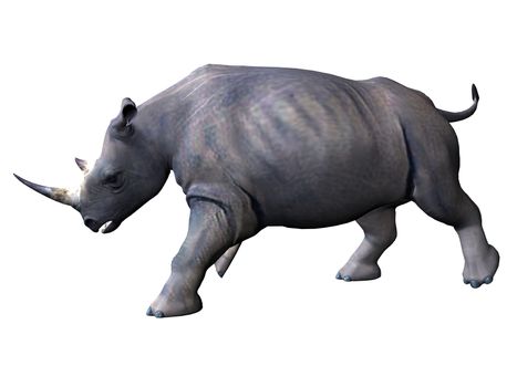 3D rendered model of african rhinoceros on white background isolated