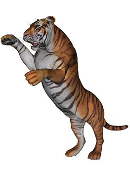 3D rendered tiger on white background isolated