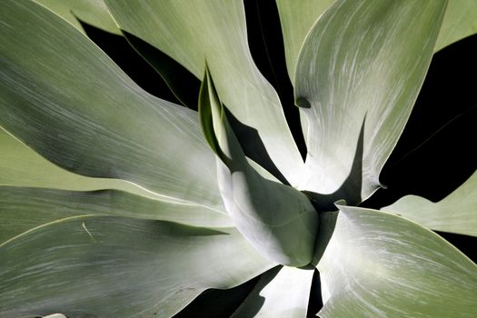 Tropical Plant, Soft Big Center Leaf, Australia 