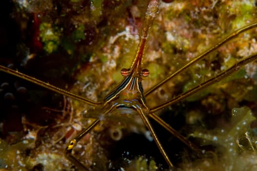 Super Macro Closeup of a tiny arrow crab