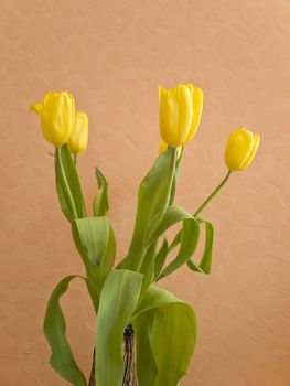 bouquet of the yellow spring tulips against the beige background