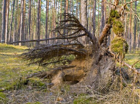 Fallen pine tree in the green wild forest