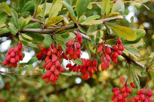 Barberry ripe branches over green