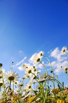 flowers on meadow in summer from below and blue sky