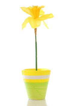 flowers in pot isolated on white background