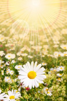 flower and sun in summer on a field