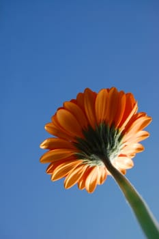 gerbera daisy from below under blue sky in summer