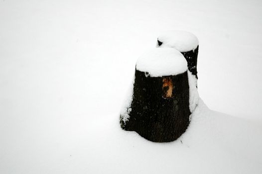 snowy tree stump at the field, horizontaly framed shot
