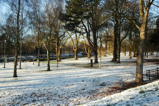 snowy cardiff park with tree and blue ski, horizontally framed picture