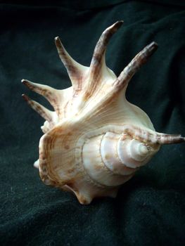 A picture of a seashell