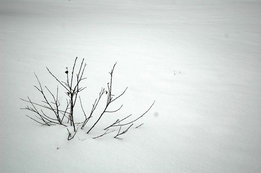 little bush on snowy field, horizontally framed picture