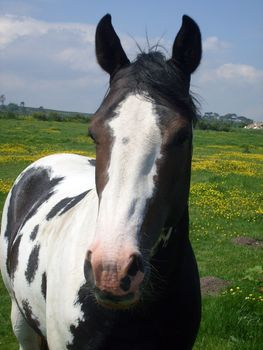 Horse stood in countryside, England.