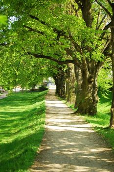 alley with green summer trees in the park on a sunny day