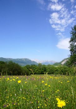 tranquil rural scene with a meadow, forest and mountains over blue sky