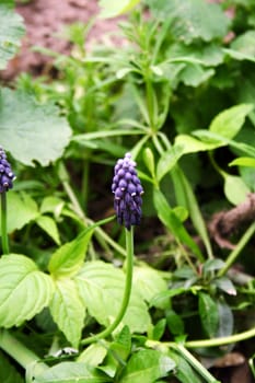 macro photo of violet flower, spring sunny  day, green background