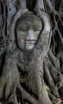 Ancient buddha head encapsulated by tree, Ayutthaya