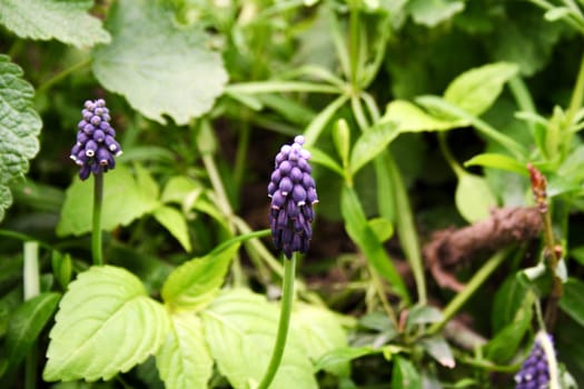 macro photo of violet flower, spring sunny  day, green background