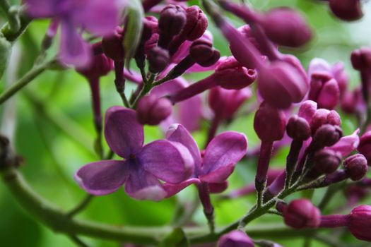 beautiful macro phoho of lilac, in botany part in Kiev town