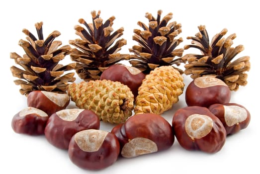 Pine cones and nuts of a chestnut photographed on a white background
