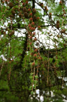 spruce branches with cones, glade in forest in Kiev botany park