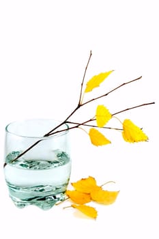 The branch of a birch with yellow leaves stands in a glass of water