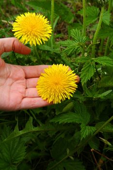 two beautiful yellow dandelions, in Kiev's botany park