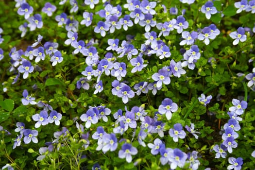 beautiful blue flowers in botany park in kiev town, spring