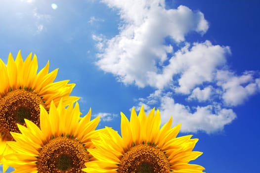 summer sun and copyspace on blue sky with flower