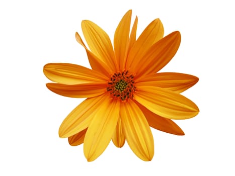 Isolated yellow orange flower on a white background.