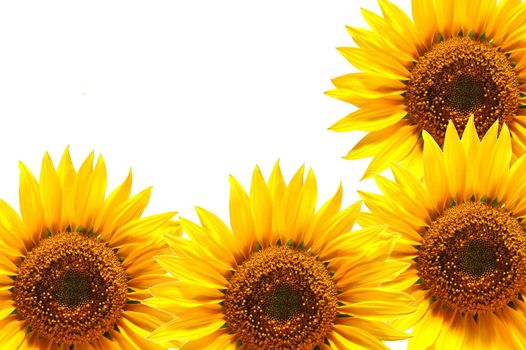 background with sunflower for happy summer or springtime