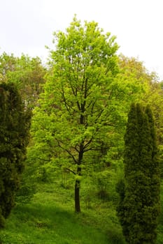 Nice green tree in Kiev's botany park