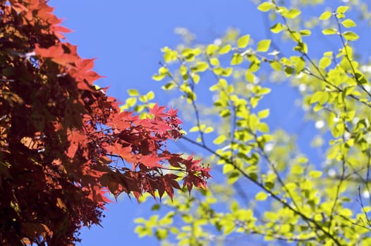 Bright, high contrast shot of red and green leaves during a sunny day.