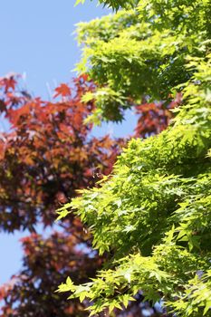 Bright, high contrast shot of red and green leaves during a sunny day.