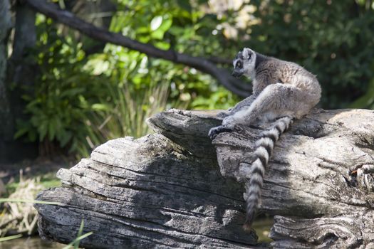 A lemur pondering the world.