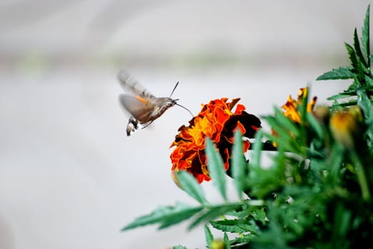 The butterfly drinks nectar from a flower of a calendula