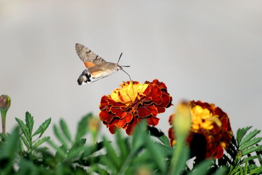 The butterfly drinks nectar from a flower of a calendula