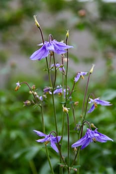 beautiful blue flowers with yellow buds, green background