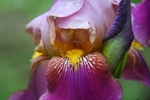 close-up photo of one beautiful flower, iris, green background