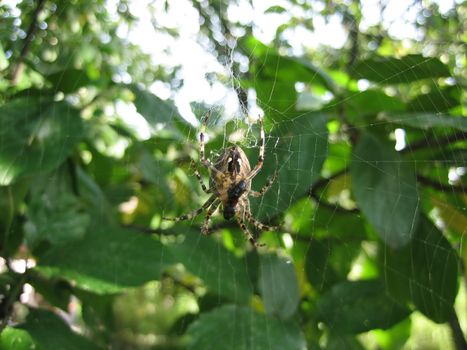 Cross spider on his web