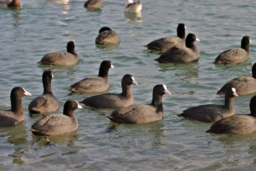 Flock of black and white ducks