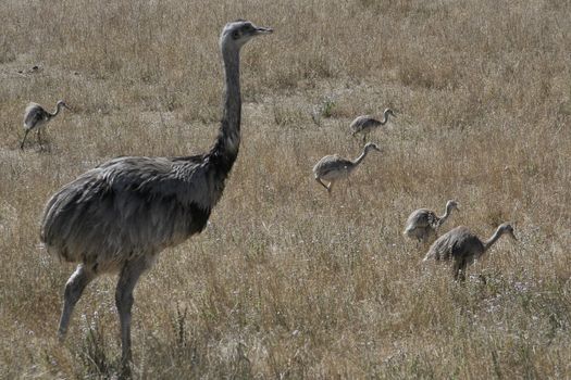A Rhea family walking through the dry grass.