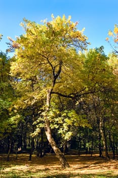 The bent tree with yellow foliage stands on edge of a forest.
