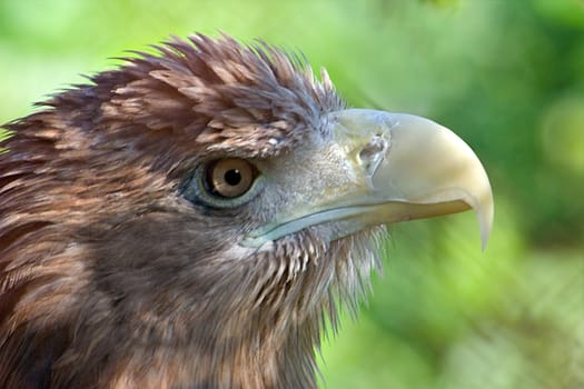 The head of an eagle, is photographed close up on a green background